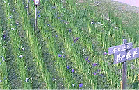 ����ߌ���